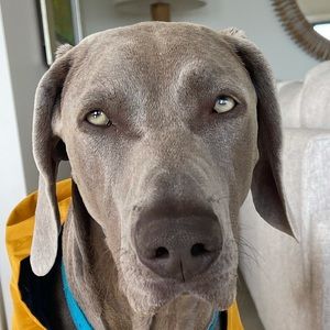 Meet your Posher, Jane